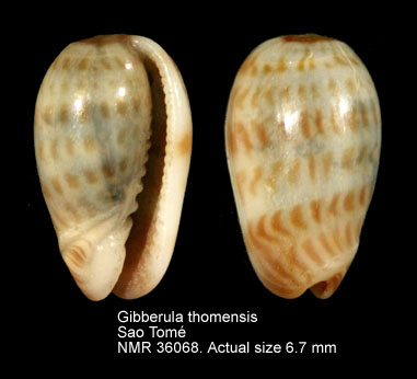 Gibberula thomemsis.jpg - Gibberula thomensis(Tomlin,1918)